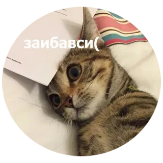 😿 db2505ec заибавси( chat, triste, animal, mème, papier whatsapp sticker