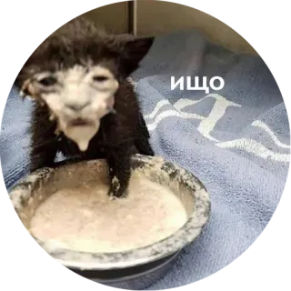 🥵 e3323c5c ищо chat, animal, nourriture, bol, chaton whatsapp sticker