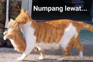 🐈 189df3b5 Numpang lewat... kot, kociak, zwierzę, słodki, zwierzak, pomarańczowy telegram sticker