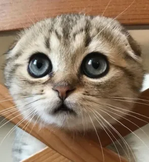 🥺 20f7bbc1 kot, kociak, słodki, zwierzę, zwierzak, oczy telegram sticker