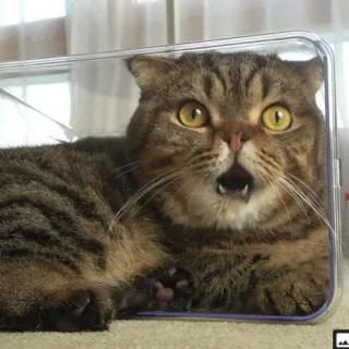 😳 2ec5e7fb kot, zszokowany, niespodzianka, śmieszne, zwierzę, zwierzę domowe, słodkie, wyraz telegram sticker