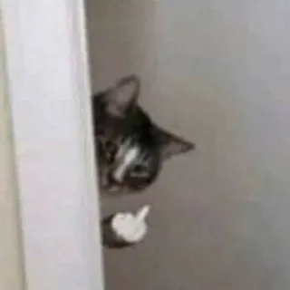 🖕 4a8a6ed7 kot, środkowy palec, obraźliwy gest, zwierzę, humor, niegrzeczny telegram sticker