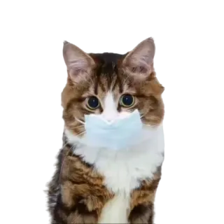 😷 5d1224fc kot, maska, zwierzę, zwierzak, covid, pandemia telegram sticker