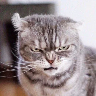 😡 843c349b kot, zły, koci, zwierzę domowe, zwierzę, kot domowy, zrzędliwy telegram sticker