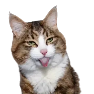 🤪 a54d2882 kot, zwierzę, zwierzak, język, śmieszne, słodkie telegram sticker