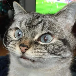 🤔 a8bfc325 kot, zwierzę, zwierzak, mem, śmieszne, słodkie telegram sticker