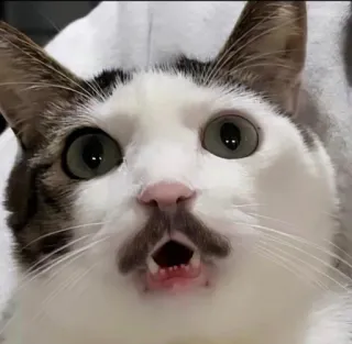 😲 f3348744 kot, zwierzę, zwierzak, wąsy, śmieszne, mem, słodkie, portret telegram sticker
