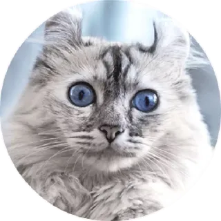 😃 0079821f Katze, Tier, blaue Augen, häuslich, Haustier telegram sticker