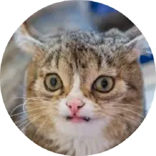 😝 0597713c Katze, Tier, süß, lustig telegram sticker