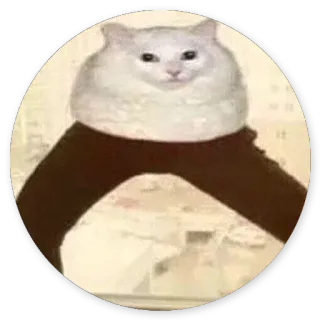 😣 1191801d Katze, lustig, Meme, Tier telegram sticker