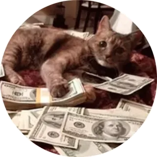 💸 11cde979 Katze, Geld, Dollar, Bargeld, Reichtum, reich telegram sticker