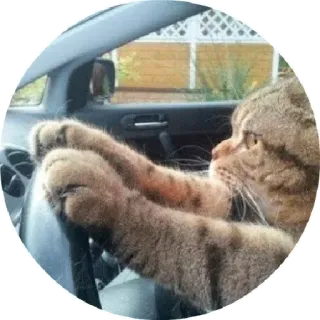 🚘 132d9168 Katze, Autofahren, Auto, Tier, lustig telegram sticker