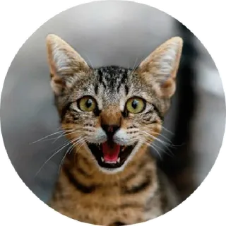 😖 255bc383 Katze, Tier, Haustier, süß, fröhlich telegram sticker