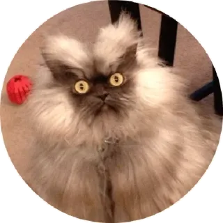 😊 36680708 Katze, Haustier, flauschig, Tier, Perser telegram sticker