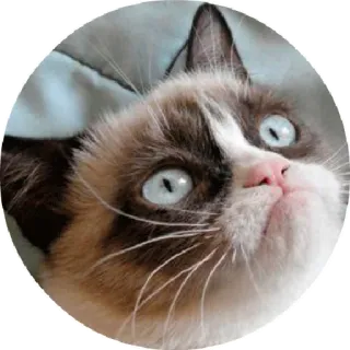 Cat Meow 2 @stickersb2b telegram stickers