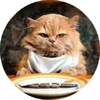🥘 39fc3873 Katze, wütend, Haustier, Tier, Fisch telegram sticker