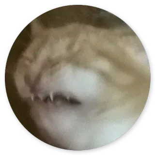 😁 3e1794b8 telegram sticker