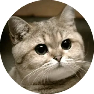 😃 73f644c9 Katze, süß, Tier, Haustier, Meme telegram sticker