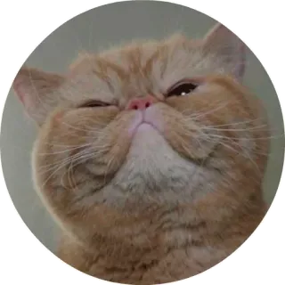 😖 88334c57 Katze, Tier, Haustier, süß, orange Katze telegram sticker