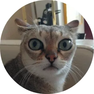 ☹️ aaf7df83 Katze, Augen, lustig, Haustier, Tier, Überraschung telegram sticker