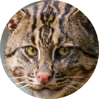🐱 c630b6cd Katze, Wildkatze, Tier, Säugetier, Katzenartig telegram sticker