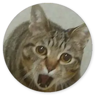 😁 d58a92d0 Katze, Tier, Haustier, süß, überrascht, geschockt, Meme telegram sticker