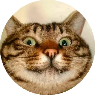 😏 dc8bae22 Katze, Tier, lustig, Meme, Haustier telegram sticker