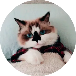 😙 f31ddc4f Katze, Haustier, Ragdoll, Tier, süß, flauschig telegram sticker