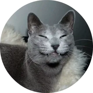 😑 f64dd809 Katze, Haustier, Tier, grau, lächelnd, fellartig, häuslich telegram sticker