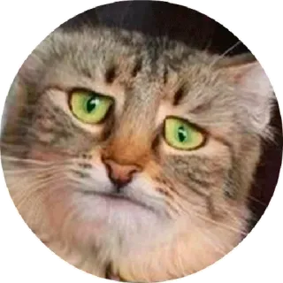 😣 f71b8416 Katze, Tier, Meme, Haustier, Lustig, Süß telegram sticker