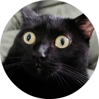 🖤 f80f6777 Katze, schwarze Katze, lustig, Tier, große Augen, überrascht telegram sticker