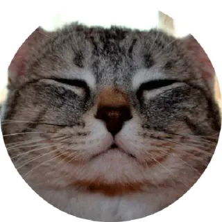😁 f8ea78b5 Katze, Tier, Haustier, süß, Augen geschlossen telegram sticker