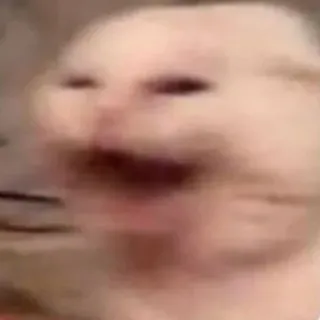 😠 0bf90651 แมว, กรีดร้อง, มีม, สัตว์, ตลก telegram sticker