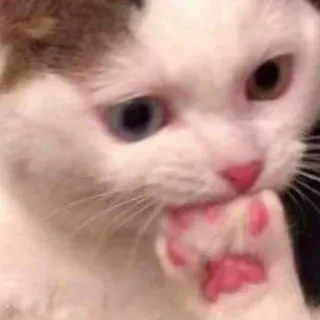 😳 0cfb4b60 แมว, น่ารัก, สัตว์, แมวขาว, สัตว์เลี้ยง, เลียอุ้งเท้า telegram sticker