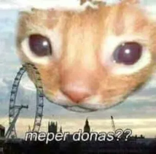 🥺 16269079 meper donas??? แมว, ลอนดอน, มีม, ตลก telegram sticker
