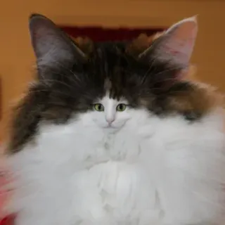 Cat’ cats telegram stickers