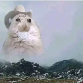 💔 36f30419 แมว, หมวก, เศร้า, ร้องไห้, วิว telegram sticker