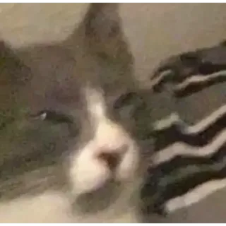 🤨 5ea139b1 แมว, สัตว์, สัตว์เลี้ยง, เลี้ยงในบ้าน telegram sticker