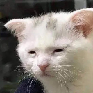 😑 713791b2 แมว, สีขาว, ง่วง, สัตว์, สัตว์เลี้ยง, น่ารัก telegram sticker