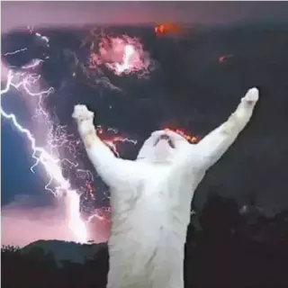 Cat’ cats telegram stickers