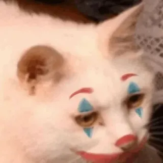 Cat’ cats telegram stickers