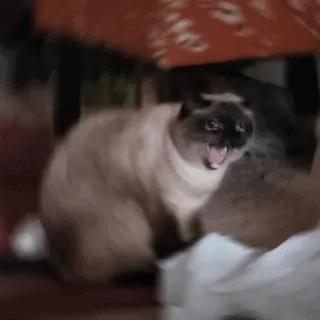 😫 80031bd5 แมว, แมว, โกรธ, หาว, สยาม telegram sticker