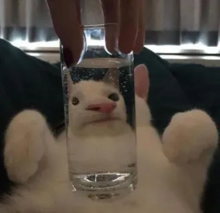 Cat’ cats telegram stickers