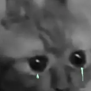 ☹️ 84e9bce5 แมว, เศร้า, ร้องไห้, มีม, อารมณ์, สัตว์ telegram sticker