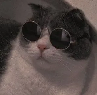 😎 953fe93e แมว, แว่นกันแดด, เท่, สัตว์เลี้ยง, สัตว์ telegram sticker