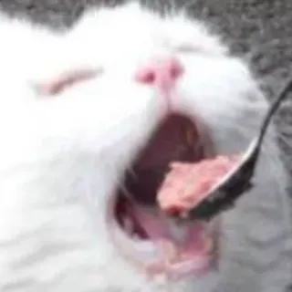 Cat’ cats whatsapp stickers