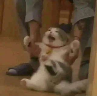 💀 b8481772 แมว, ตลก, สัตว์, มีม telegram sticker