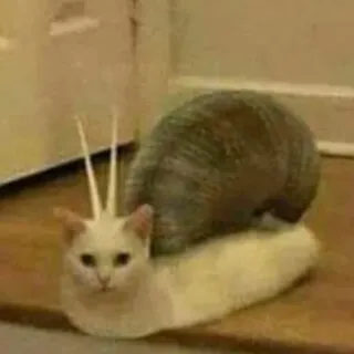 🐌 cd267b8e แมว, หอยทาก, สัตว์, ตลก, ลูกผสม, น่ารัก telegram sticker