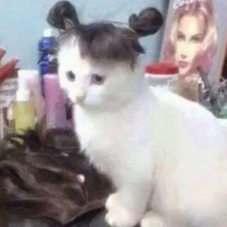 Cat’ cats whatsapp stickers