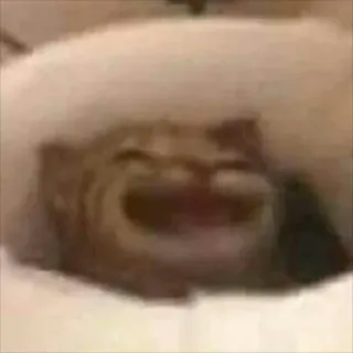 😂 e058e6d6 แมว, หัวเราะ, มีม, สัตว์, ตลก telegram sticker